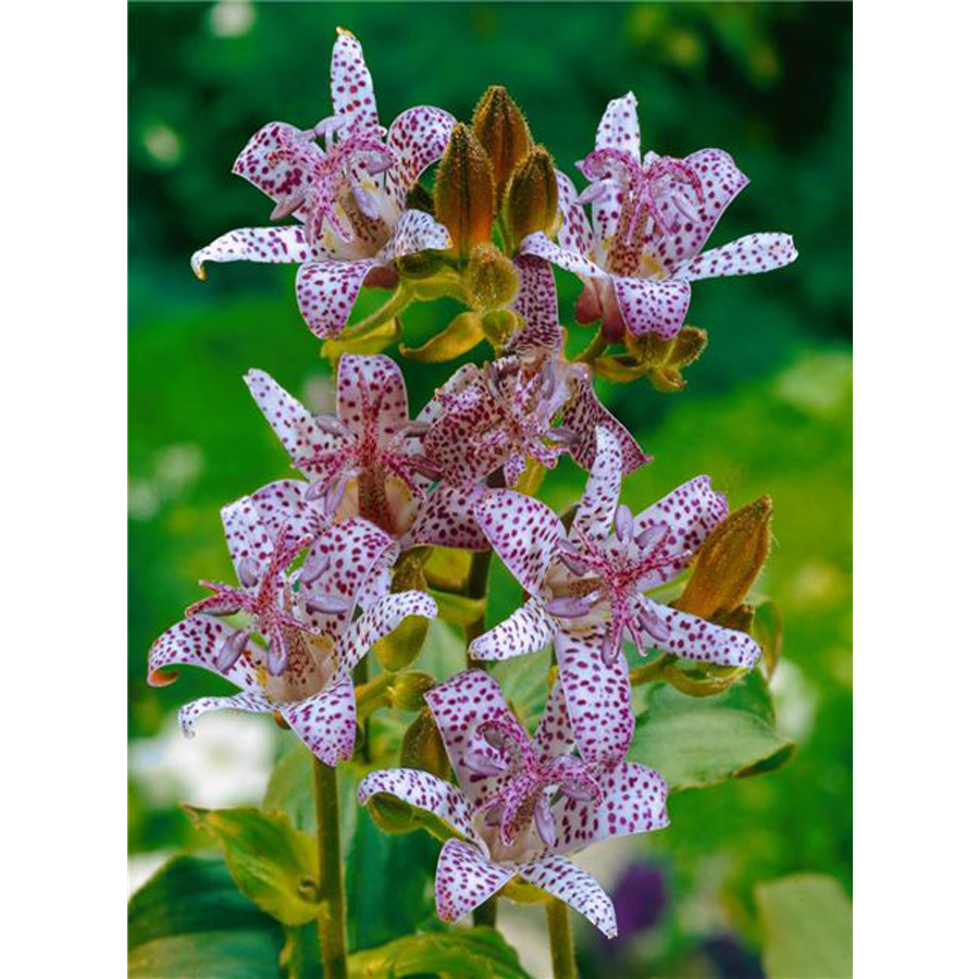 Tricyrtis formosana 'Pink Freckles' K&iacute;nai p&uacute;pliliom