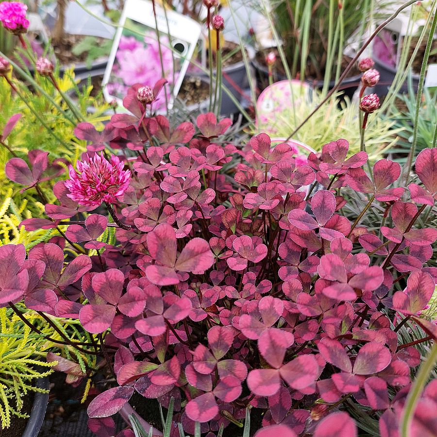 Trifolium 'Angel Clover Beauty' D&iacute;szhere