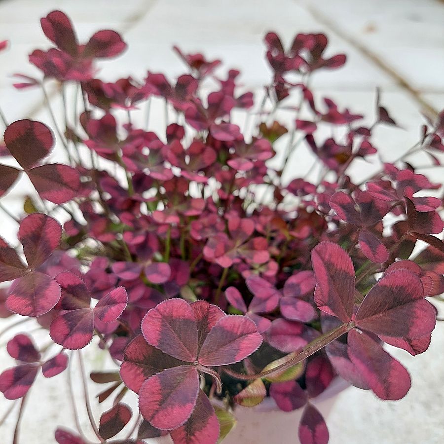 D&iacute;szhere Trifolium 'Angel Clover Beauty'