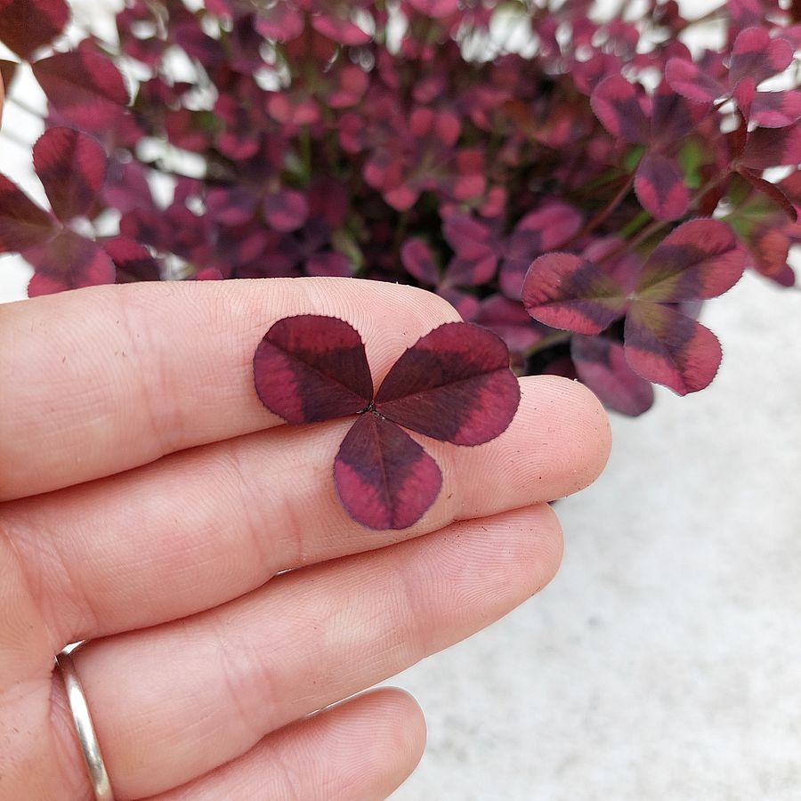 D&iacute;szhere Trifolium 'Angel Clover Beauty'