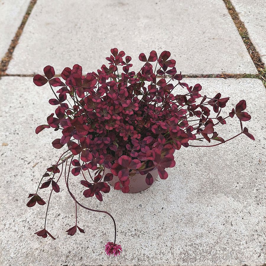 D&iacute;szhere Trifolium 'Angel Clover Beauty'