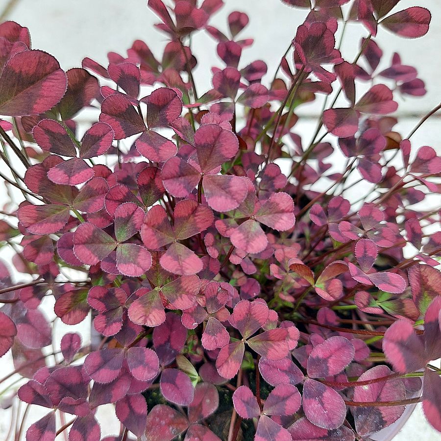 D&iacute;szhere Trifolium 'Angel Clover Beauty'