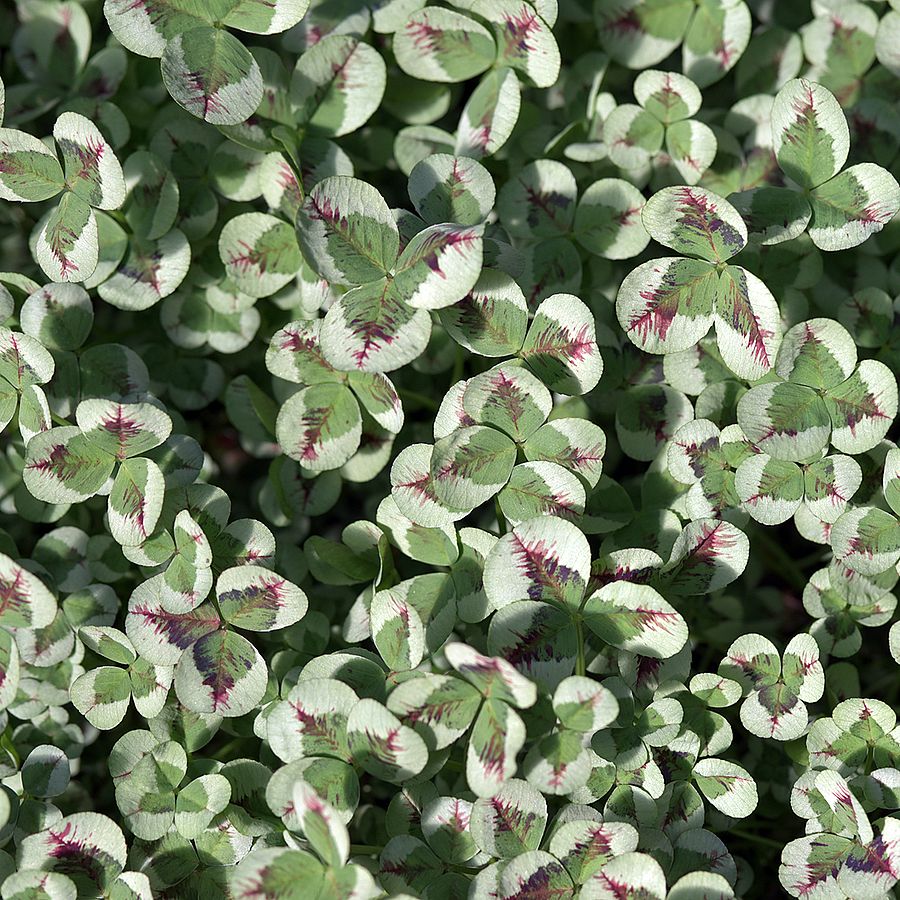 Trifolium&nbsp;repens&nbsp;'Dragon's Blood'&nbsp; D&iacute;szhere