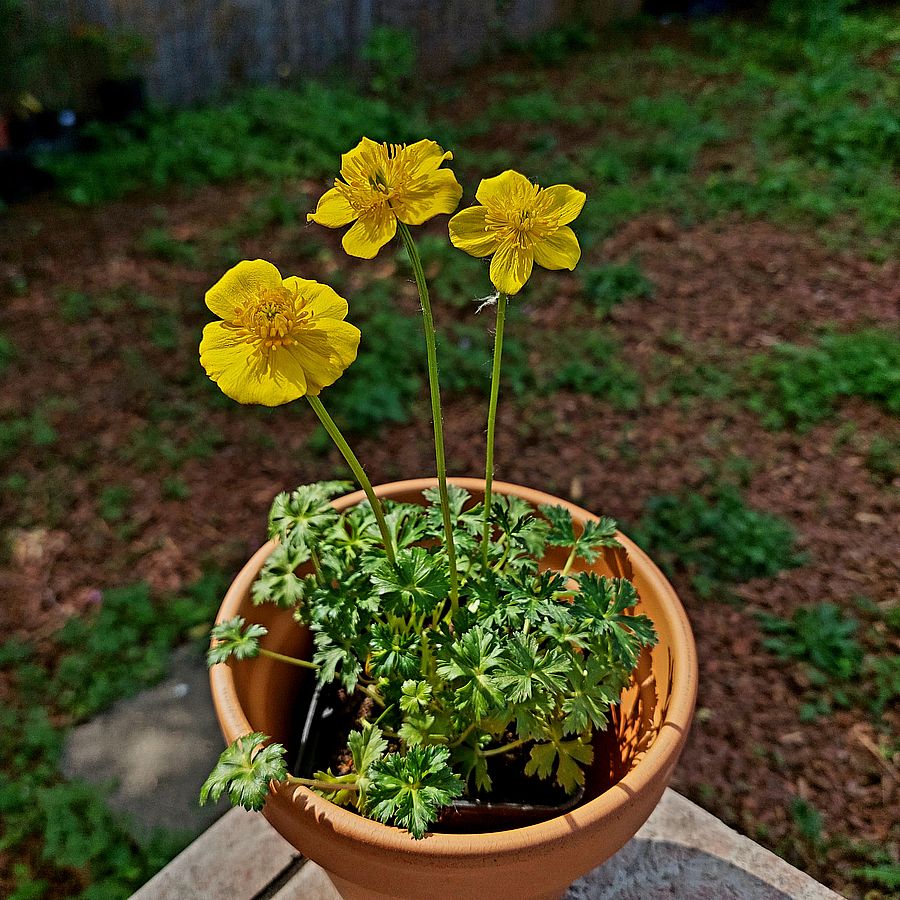 Himalájai zergeboglár Trollius pumilus