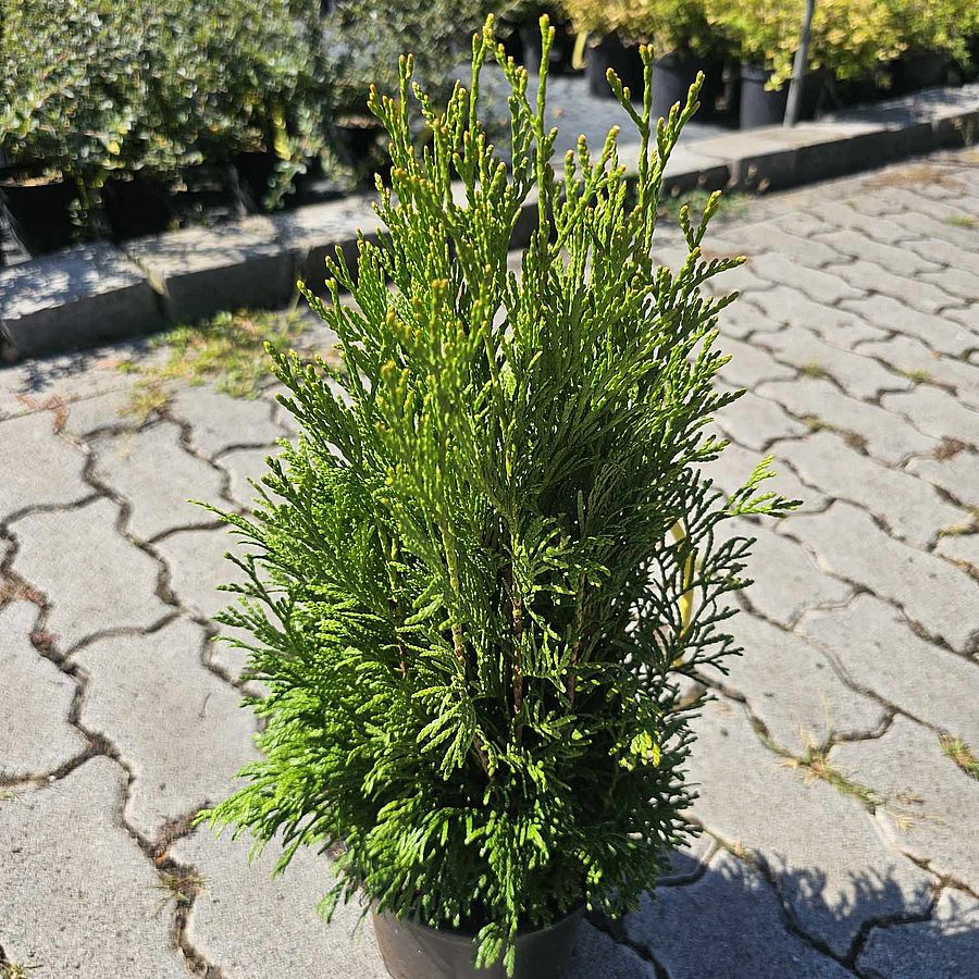 Nyugati tuja Thuja occidentalis 'Tip-Top'