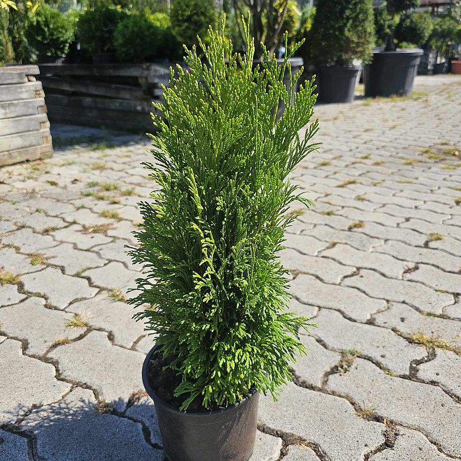 Nyugati tuja Thuja occidentalis 'Tip-Top'