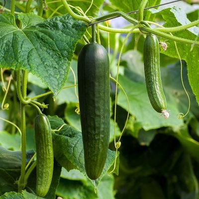 Cucumis sativus Uborka