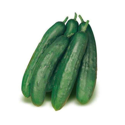 Cucumis sativus 'Cetriolo Ministar' - Oltott Uborka 'Cetriolo Ministar'