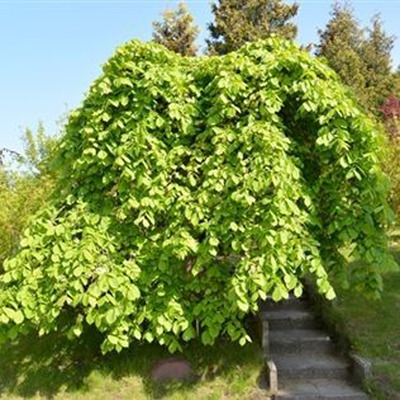 Ulmus 'Mauro' Kecses csüngő szil