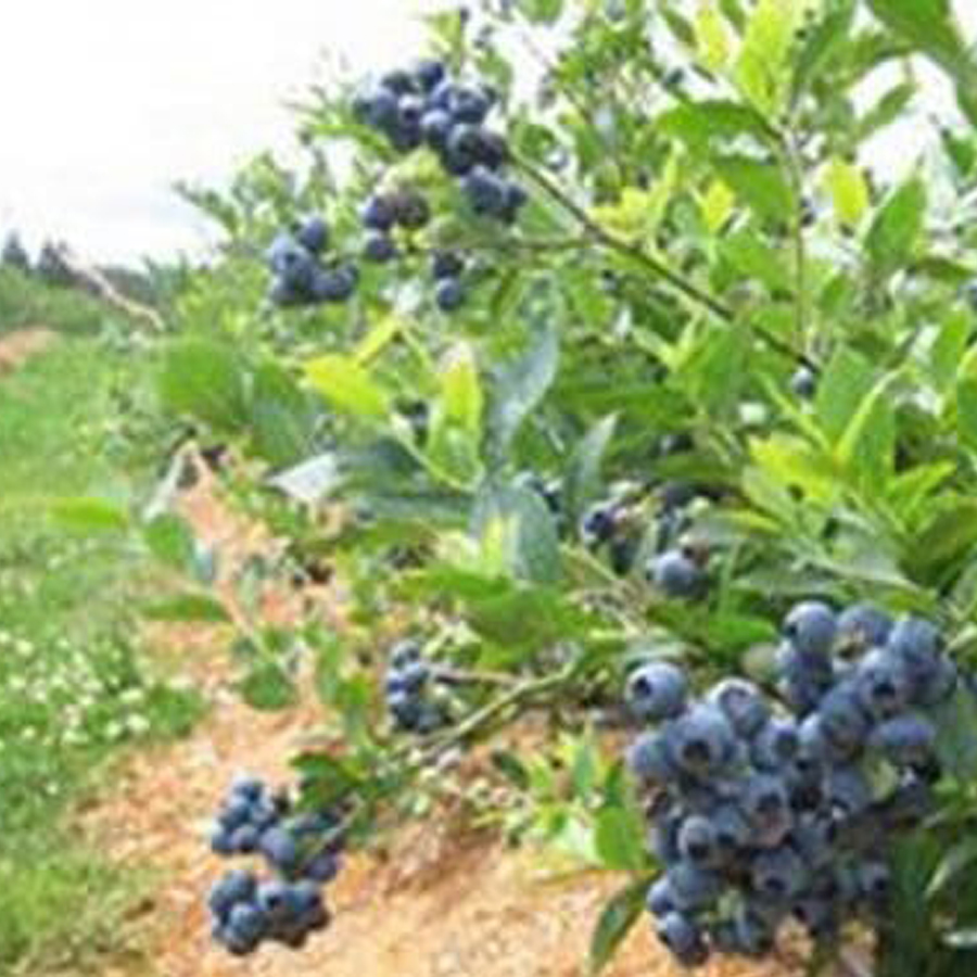 K&eacute;k &aacute;fonya Goldtraube 23 Vaccinium corymbosum 'Goldtraube 23'