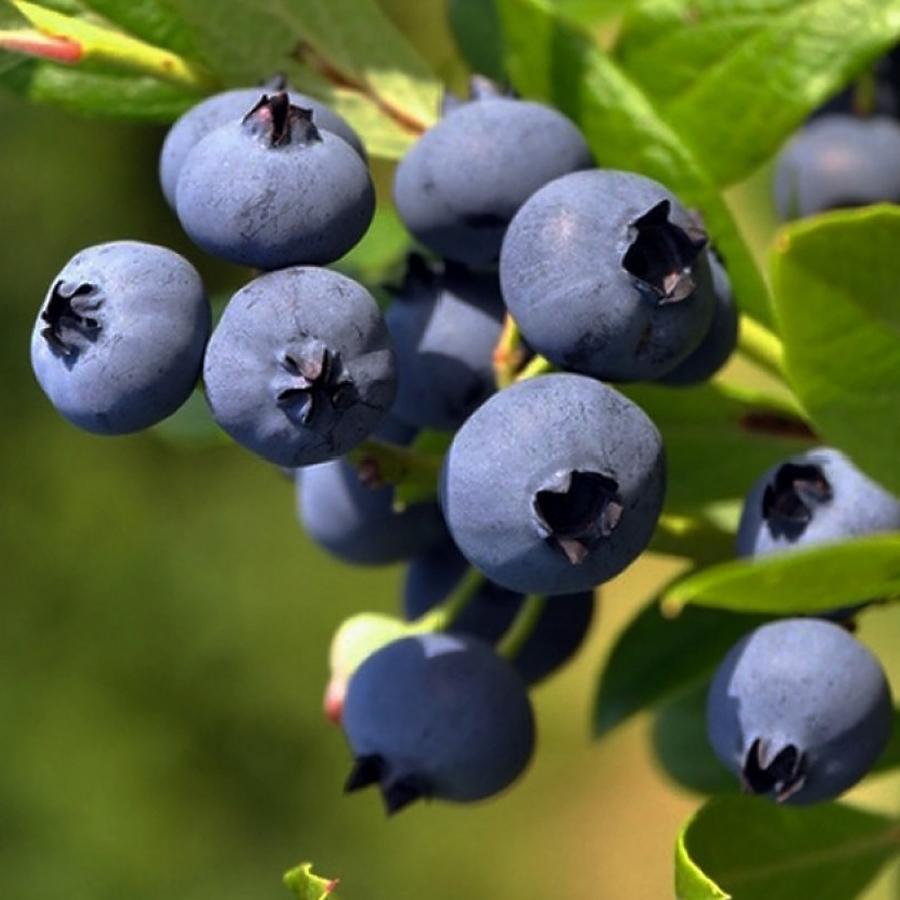 Vaccinium corymbosum 'Goldtraube 23' K&eacute;k &aacute;fonya Goldtraube 23