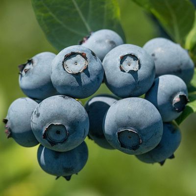 Vaccinium corymbosum 'Bluegold' Kék áfonya Bluegold