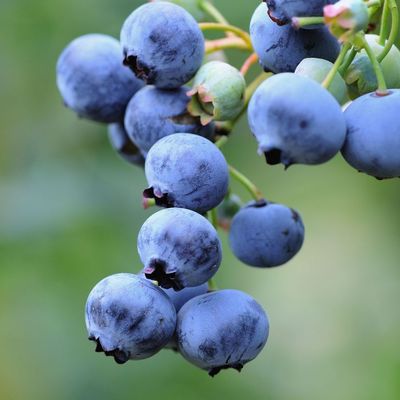 Vaccinium corymbosum 'Bluejay' Kék áfonya Bluejay