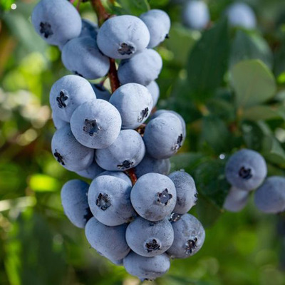 Vaccinium corymbosum 'Brigitta Blue' K&eacute;k &aacute;fonya Brigitta Blue