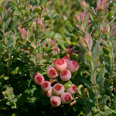 Vaccinium corymbosum 'Darrow' Kék áfonya Darrow