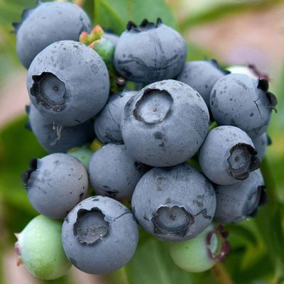 Vaccinium corymbosum 'Duke' Kék áfonya Duke