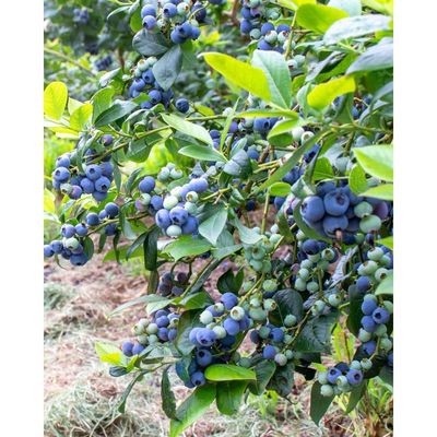 Vaccinium corymbosum 'Early Blue' Kék áfonya Early Blue