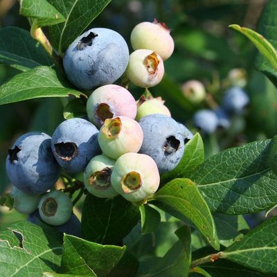 Kék áfonya Elliot Vaccinium corymbosum 'Elliot'