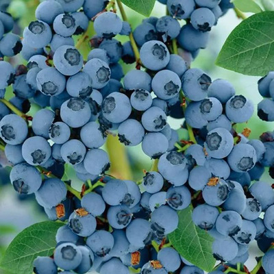 Vaccinium corymbosum 'Goldtraube' Kék áfonya Goldtraube