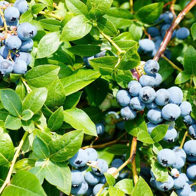 Vaccinium corymbosum 'Goldtraube 71' K&eacute;k &aacute;fonya Goldtraube 71