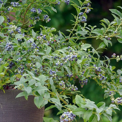 Kék áfonya Little Blue Wonder Vaccinium corymbosum Lowberry 'Little Blue Wonder'