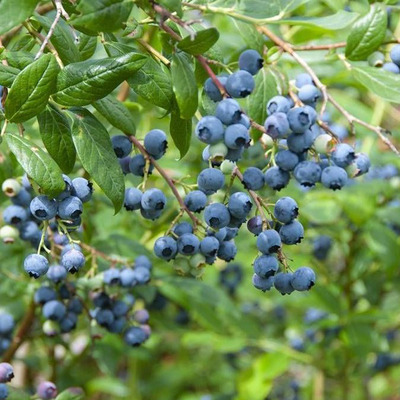 Vaccinium corymbosum mix Kék áfonya fajták