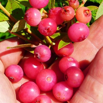 Vaccinium corymbosum 'Pink Blueberry' K&eacute;k &aacute;fonya Pink Blueberry