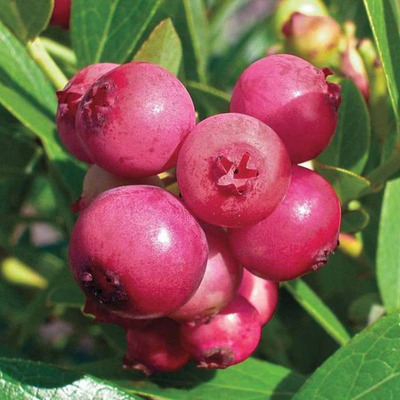 Kék áfonya Pink Lemonade Vaccinium corymbosum 'Pink Lemonade'