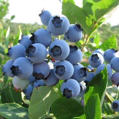 Vaccinium corymbosum 'Spartan' Kék áfonya Spartan