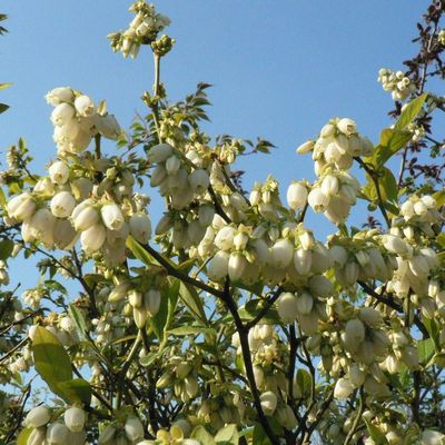 Vaccinium corymbosum Kék áfonya