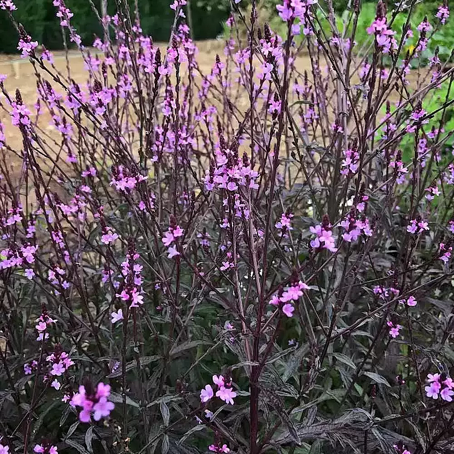 Verbena officinalis 'Bampton' Közönséges vasfű