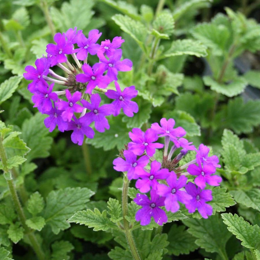 Verbena peruviana Tűzpiros berb&eacute;na