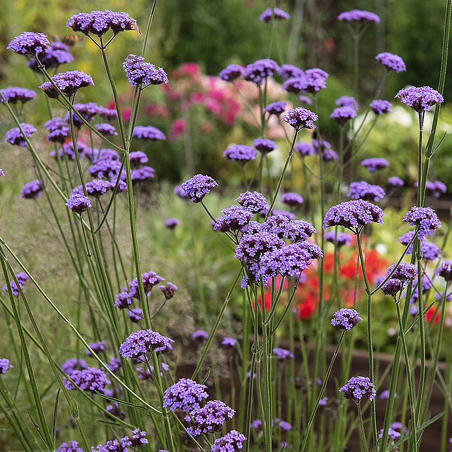 Verbena bonariensis 'Vanity' Ernyős verbéna