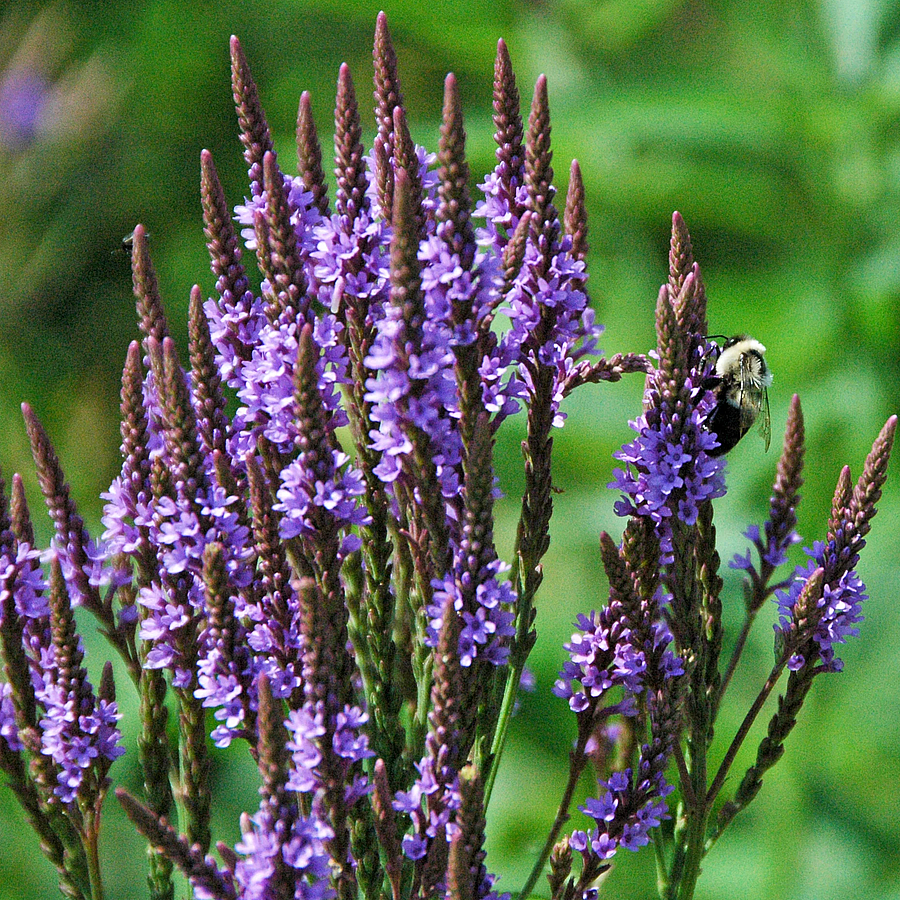 Verbena hastata Verbéna