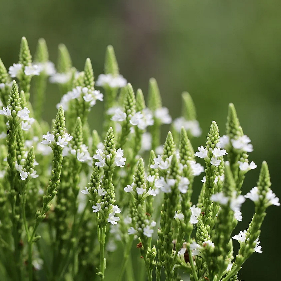 Verbena hastata 'Alba' Verbéna