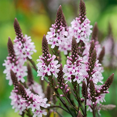 Verbena hastata 'Pink Spires' Verbéna