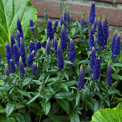 Veronica longifolia 'First Glory' Veronika