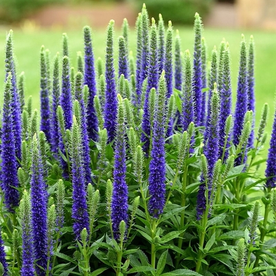 Veronica spicata 'Ulster Dwarf Blue' Veronika