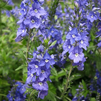 Veronica prostrata 'Trehane' Veronika