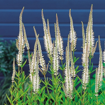 Veronicastrum virginicum 'Album' Virginiai veronika