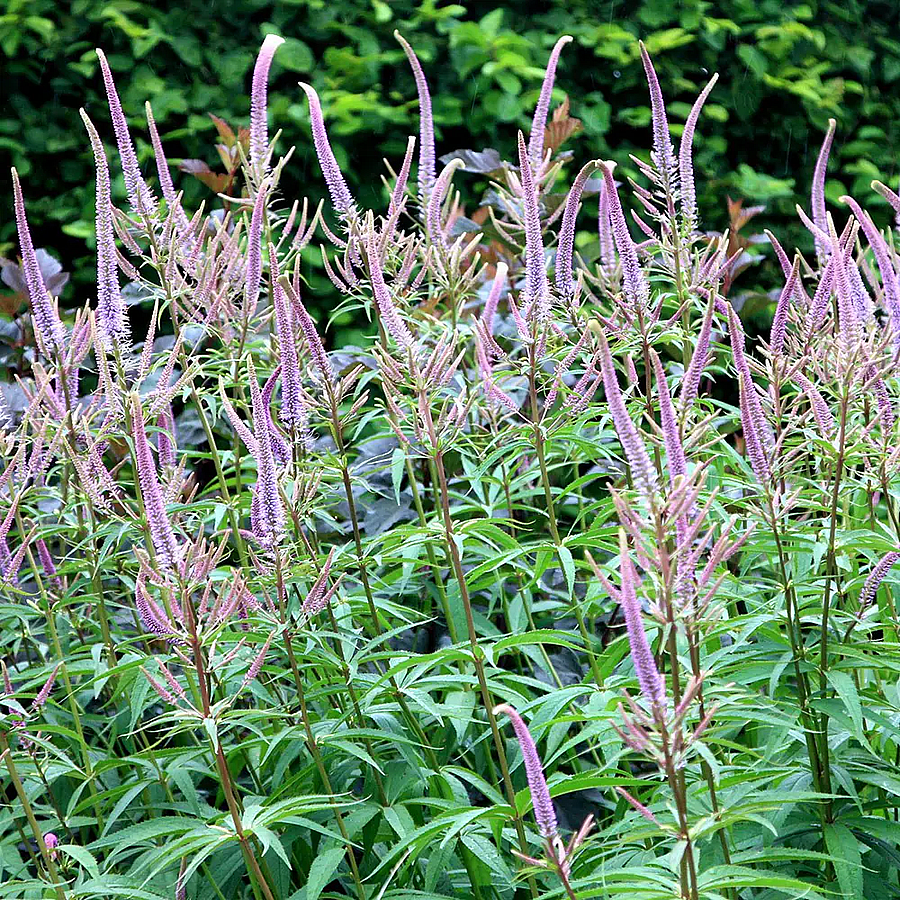 Veronicastrum virginicum 'Fascination' Virginiai veronika