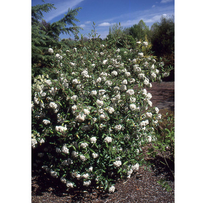 Viburnum burkwoodii 'Conoy'