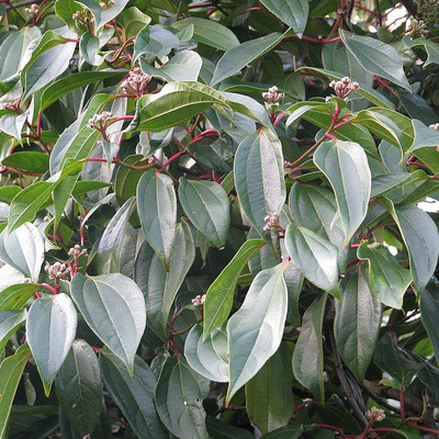 Viburnum cinnamonifolium Illatos bangita
