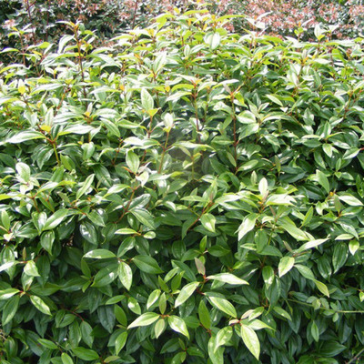 Viburnum davidii 'Angustifolia' Örökzöld törpe bangita