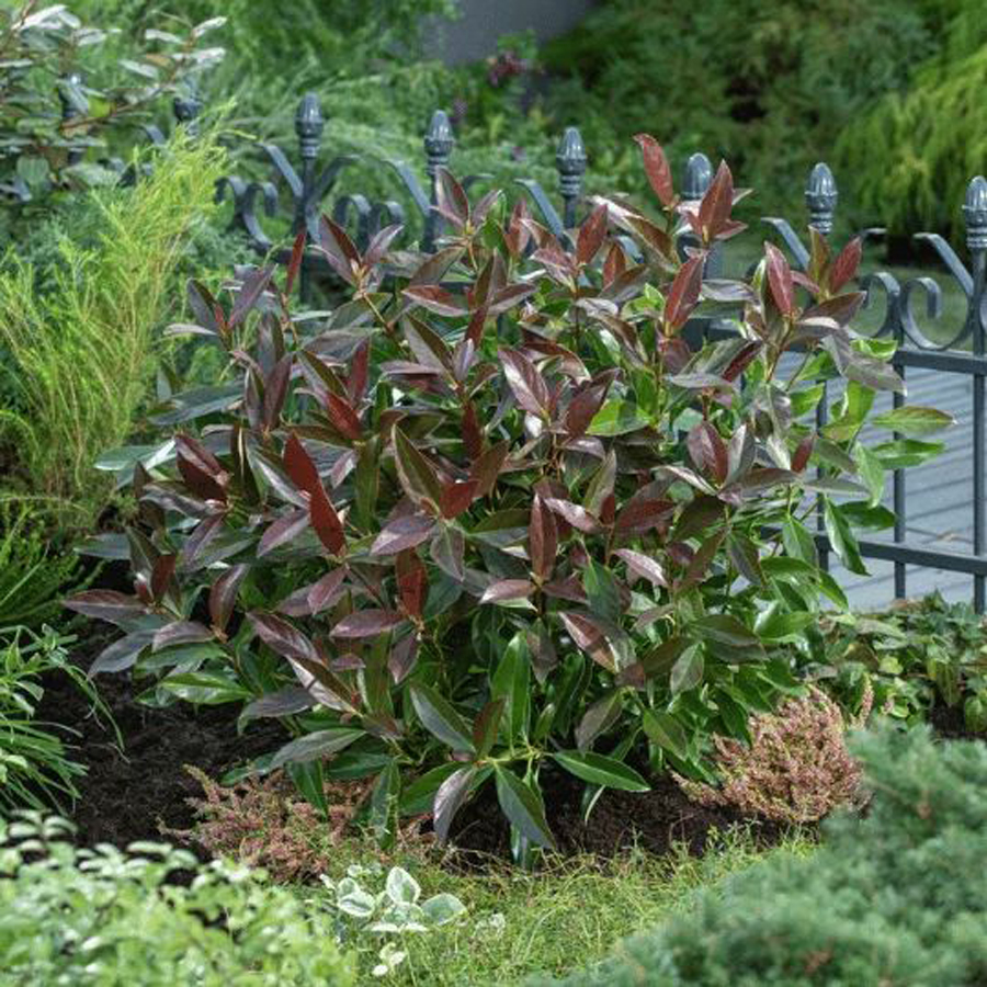 Viburnum odoratissimum 'Coppertop' Korallbangita