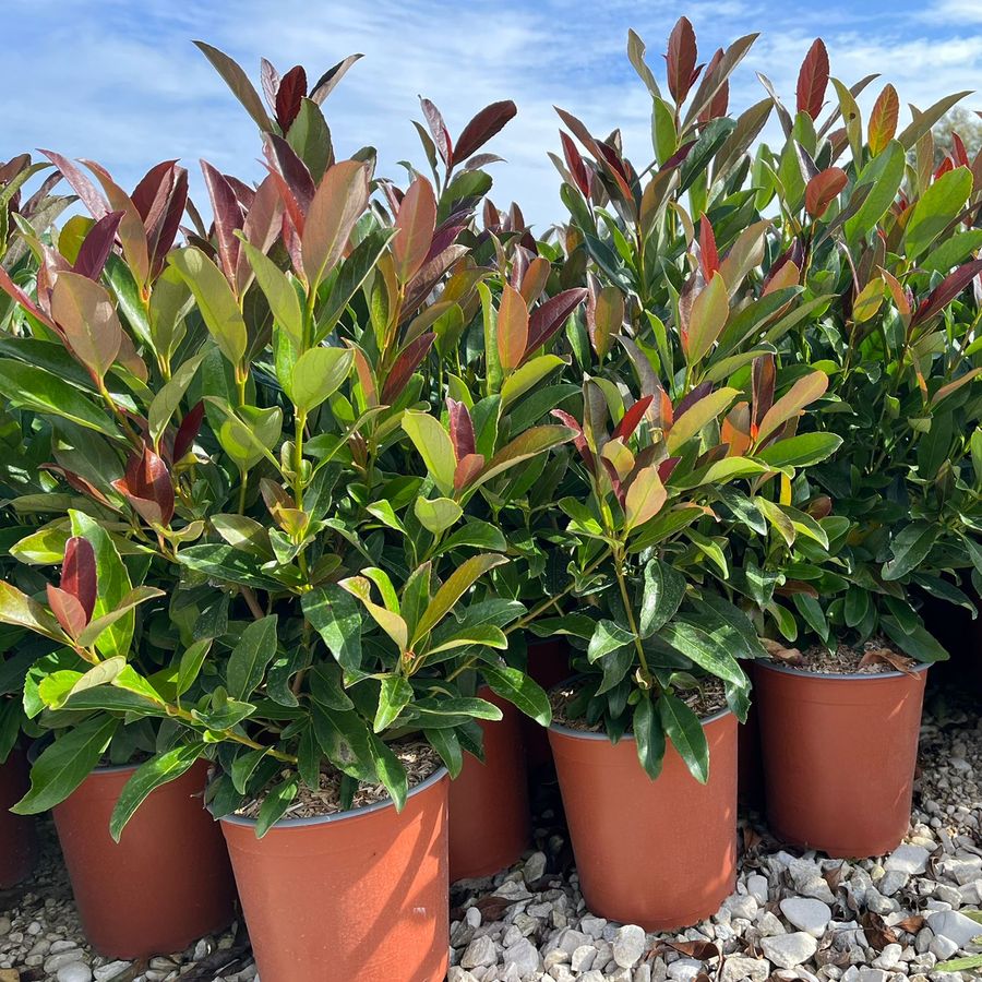 Korallbangita Viburnum odoratissimum 'Coppertop'