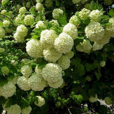 Viburnum opulus 'Roseum' Labdar&oacute;zsa