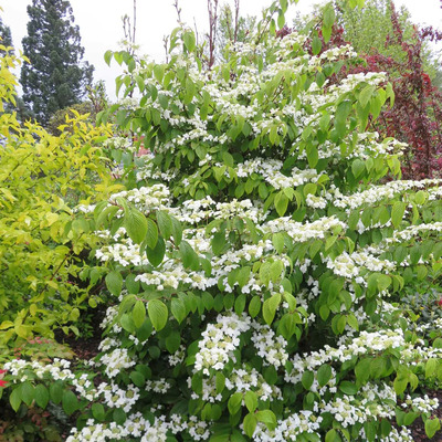 Viburnum plicatum 'Kilimandjaro' Redős bangita