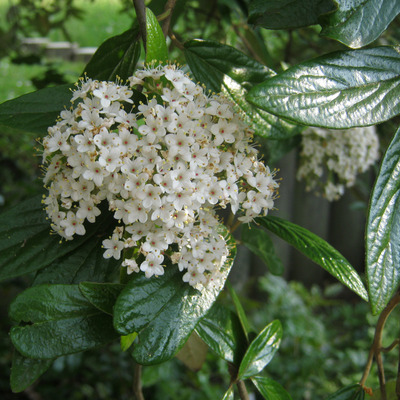 Viburnum pragense Prágai bangita