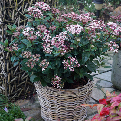 Viburnum tinus 'Spirit' Téli bangita